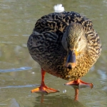 WILDE EEND - VROUW WILDE EEND - VROUW