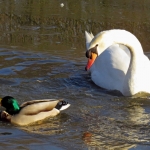 ZWAAN MET EEND ZWAAN MET EEND