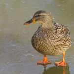 WILDE EEND - VROUW WILDE EEND - VROUW