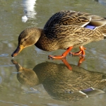 WILDE EEND - VROUW WILDE EEND - VROUW