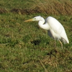 ZILVERREIGER ZILVERREIGER