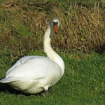 ZWAAN ZWAAN