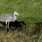 REIGER REIGER