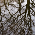 REFLECTIES BOMEN REFLECTIES BOMEN
