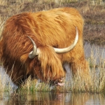 SCHOTSE HOOGLANDER SCHOTSE HOOGLANDER