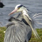 REIGER REIGER