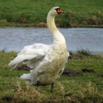 ZWAAN ZWAAN