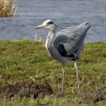 REIGER REIGER