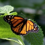 MONARCHVLINDER MONARCHVLINDER