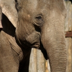 OLIFANT OLIFANT