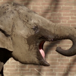 OLIFANT OLIFANT