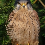 TORENVALK TORENVALK