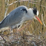 REIGER OP NEST REIGER OP NEST
