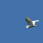 ZILVERREIGER ZILVERREIGER