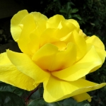 GELE ROOS GELE ROOS