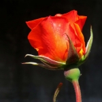 ORANJERODE ROOS ORANJERODE ROOS