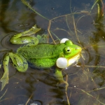 GROENE KIKKER GROENE KIKKER