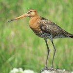 GRUTTO GRUTTO