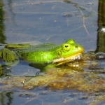 GROENE KIKKER GROENE KIKKER