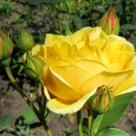 GELE ROOS GELE ROOS