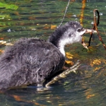 MEERKOETJONG MEERKOETJONG