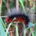 RUPS VAN GROTE BEERVLINDER RUPS VAN GROTE BEERVLINDER