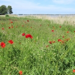 BIJ HET GOOIMEER BIJ HET GOOIMEER