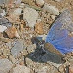 ICARUSBLAUWTJE ICARUSBLAUWTJE