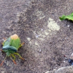 GROENE STINKWANTS GROENE STINKWANTS