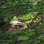 GROENE KIKKER GROENE KIKKER