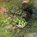 GROENE KIKKER GROENE KIKKER
