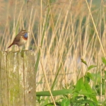 BLAUWBORST BLAUWBORST