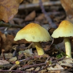 PADDENSTOELEN PADDENSTOELEN