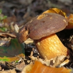EEKHOORNTJESBROOD EEKHOORNTJESBROOD
