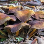 PADDENSTOELEN PADDENSTOELEN