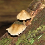 PADDENSTOELEN PADDENSTOELEN