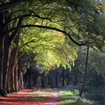 HERFSTLANDSCHAP HERFSTLANDSCHAP