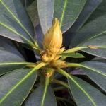 RHODODENDRONKNOP RHODODENDRONKNOP
