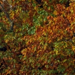 HERFSTBLADEREN HERFSTBLADEREN