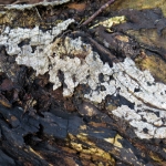 DODE BOOM DETAIL DODE BOOM DETAIL