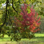 HERFSTKLEUREN HERFSTKLEUREN