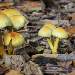 PADDENSTOELEN PADDENSTOELEN