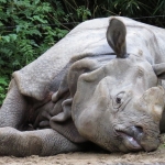 NEUSHOORN NEUSHOORN