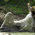 NEUSHOORN NEUSHOORN