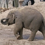 OLIFANT OLIFANT