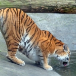 DRINKENDE TIJGERIN DRINKENDE TIJGERIN