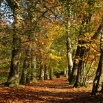 HERFSTLANDSCHAP HERFSTLANDSCHAP