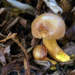 PADDENSTOELEN PADDENSTOELEN