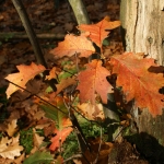 HERFSTBLADEREN HERFSTBLADEREN