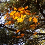 HERFSTBLADEREN HERFSTBLADEREN
